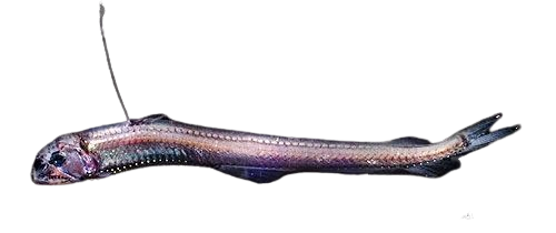 Viperfish